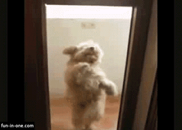 http://hedmo-music.persiangig.com/other/funny-gif-dog-dancing-door.gif
